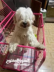  1 كلب مالتي بودل للبيع عمره 8 أشهر لطيف ونضيف جدا للبيع ب 100 شامل القفص