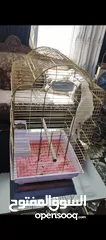  2 ببغاء كوكاتو جوفن اليف جدا جدا عجينه حجم سوبر جامبو ثوب كامل جناح كامل ولا ريشه ناقصه لعوب 24