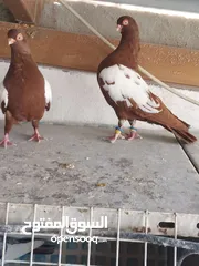  1 متاح جوزين شغالات واربع طواير