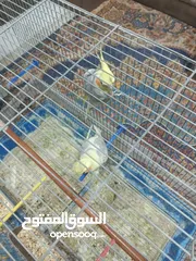  3 جوز كوكتيل للبيع شغالات 100/100
