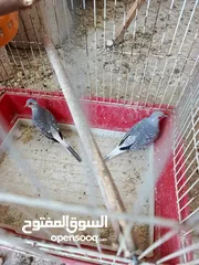  2 يوجد حمام ماسي شغال