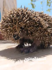  5 قنفذ للبيع