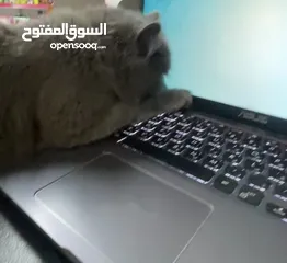  3 قطة سكوتش فولد ، اللون السكني