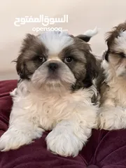 10 Top quality Shitzu puppies