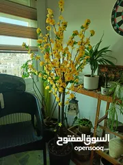  5 أشجار لوزيات أغصان طبيعي
