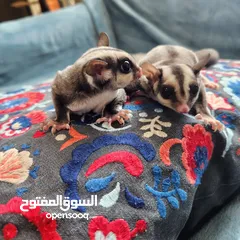  2 Suger Gliders (2 Females - Twin Sisters)