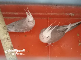 3 جوزين كوكتيل منهم وايت فيس شغالات فحل ايزابيل والطيرة كريمي جامبو وجوز ايزابيل