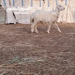  1 كبش رملي اقرأ الوصف قبل التواصل