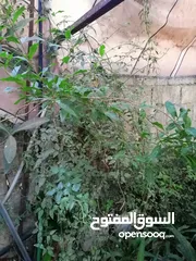  1 نباتات زينة