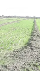  1 ارض زراعية للبيع ( سعر مناسب ) في الحلة بابل منطقة المحاويل جة الخط السريع الدولي