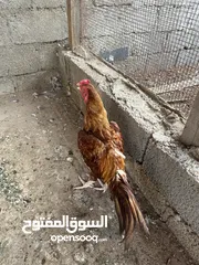  2 للبيع ديك باكستاني. اليف