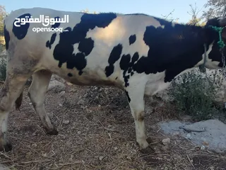  2 بكيره عشار 4 شهور ونص