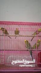  1 Budgies for sale
