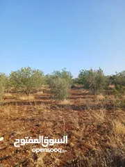  7 مزرعه أربعه دونم مشيكه بالكامل ارض زراعيه وبيت ريفي غرفتين وحمام ومطبخ صغير وباربكيو وساحه واسعه