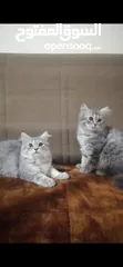  1 قطط شيرازي Persian Kittens