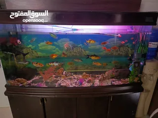  1 حوض سمك امريكي معدل حجم كبير