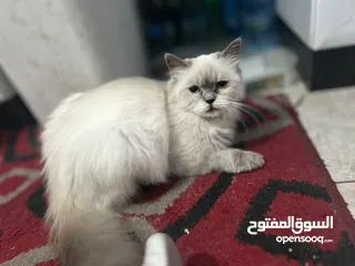  1 بس هيمالايا البيع بس صحا امنيحا بس لعوب  بس ما في طوصي الموقع رام الله والبيرة البلوع البس بجنن حلوه