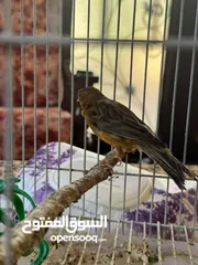  7 جوز جاهز عمر سنة تقريبا لون مخملي صافي مافيه لطش موجود باربد شارع البترا