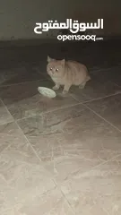 3 قط سكوتش للبيع