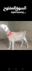  7 بسم الله الرحمن ارحيم معز فل لحم وسن صغير ضحايه