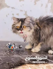  1 قطه هيمالايا  عمر 8 شهور  ما شاء الله