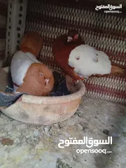 1 جوز مزهورات تحتن بيض وجوز بولنديات تحتن فرخين  وفرخين مزهورات للبيع موجودات بعمان جبل النزهة مطلوب ف