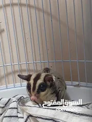  3 سنجاب طائر للبيع