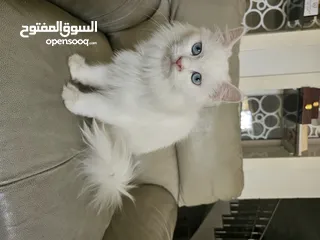  1 قطه شيرازيه للبيع