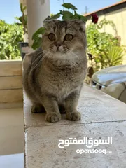  4 قطة سكوتيش للبيع عمر سنة ، أهالي مستوردات من خارج الأردن