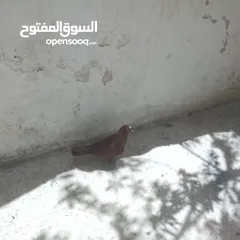  6 طائره الشله احمر وفعل عنابي احمر