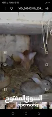  4 ارنب اللبيع