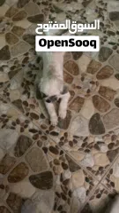  2 ذكر بصحه جيده