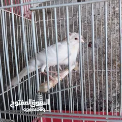  7 5 مخاليق أعمارهم 9 اشهر