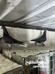  23 فراخ للبيع