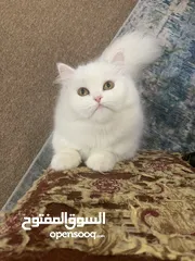 3 Persian Cat Female Doll Face