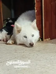  6 جرو هاسكي عمره شهر و اسبوع  بيور