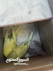  2 جوز حب مع 5فراخ