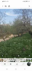  7 ارض كوشان طابو منطقه B مطله وكاشفه. وسط البلد يصلها شارع وجميع الخدمات حولها فلل