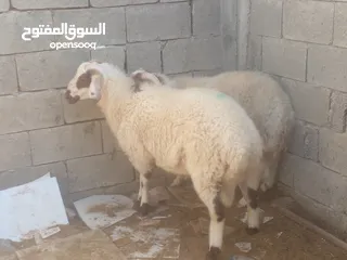  3 زوز حوالة للبيع