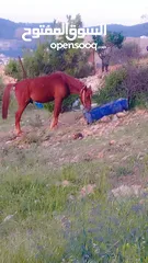  3 حصان للبيع
