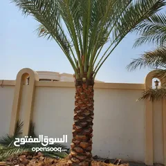  7 Date Palm Trees