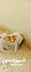  5 قطط نوع شيرازي للبيع