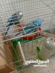  10 خمس زواج تحتها فراخ