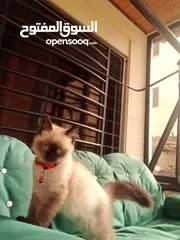  4 قط سيامي متاح