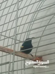  6 فحل طنان حامي