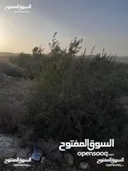  1 ارض مزروعة زيتون للبيع