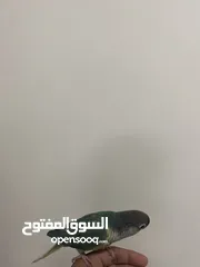  11 بغبغاء اليف جدا  اقرا الوصف!!