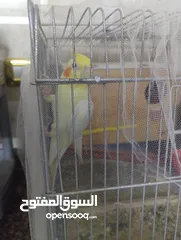  2 جوز كوكتيل مع المطير تحتي بيض