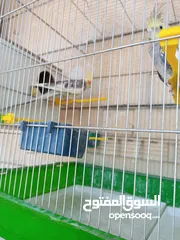  11 ببغاء كوكتيل ذكر وانثى مع قفص كبير