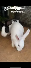  3 ارانب زوج منتج